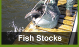 Clywedog Fish Stocks